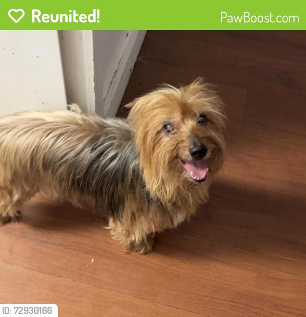 Reunited Male Dog last seen CYO Hall by McGill Toolen, Mobile, AL 36604