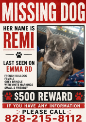 Lost Female Dog last seen Emma rd , Asheville, NC 28806