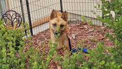 Reunited Female Dog last seen Seneca and MacArthur , Wichita, KS 67217