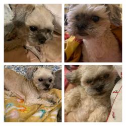 Reunited Male Dog last seen 40th Rd & 95th St in Elmhurst, Queens, Queens, NY 11373