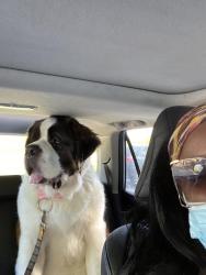 Lost Female Dog last seen Edison and Gilcrease Museum Road, Tulsa, OK 74127