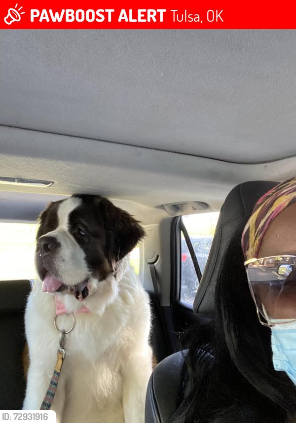 Lost Female Dog last seen Edison and Gilcrease Museum Road, Tulsa, OK 74127