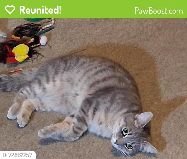 Reunited Female Cat last seen New Church and Koinewicz, Bridgeport, PA 19405