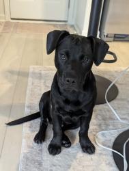 Found/Stray Male Dog last seen Lakeland Memorial Park, Monroe, NC 28112