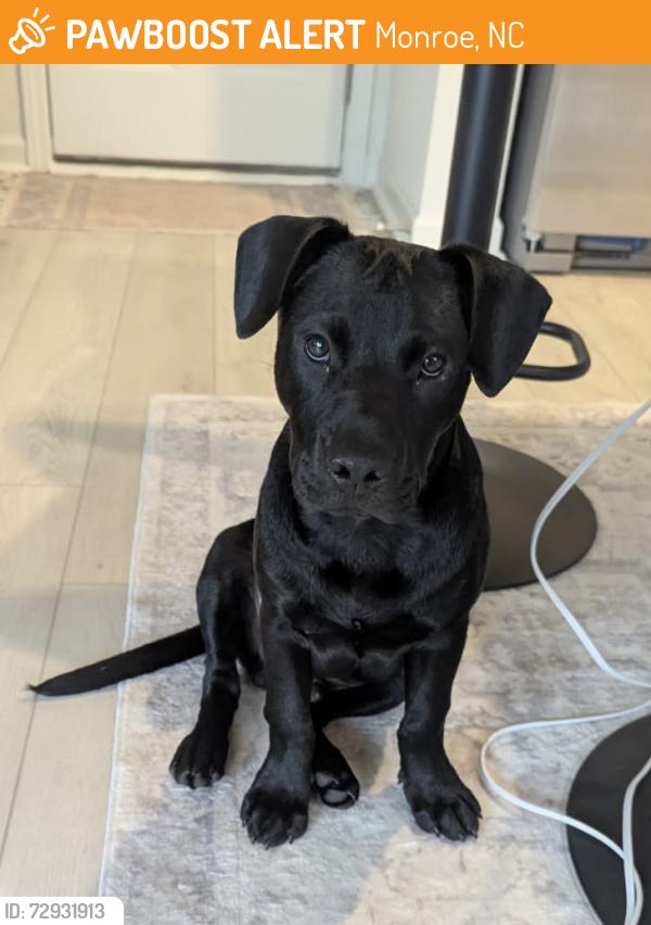 Found/Stray Male Dog last seen Lakeland Memorial Park, Monroe, NC 28112
