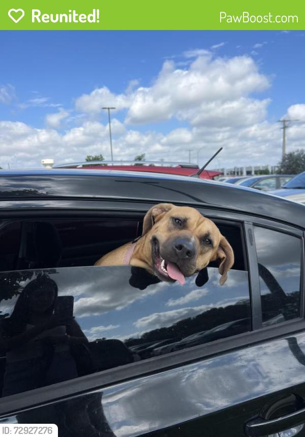 Reunited Female Dog last seen Audelia branch river, Dallas, TX 75243