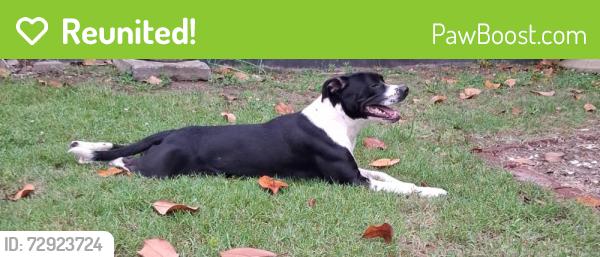 Reunited Male Dog last seen Walmart Hipermarket, Travelers Rest, SC 29690