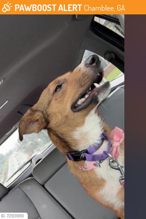 Found/Stray Female Dog last seen Chamblee High School, Chamblee, GA 30341