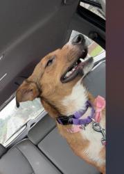 Found/Stray Female Dog last seen Chamblee High School, Chamblee, GA 30341