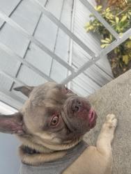 Reunited Male Dog last seen Near Birch St Hollywood, FL  33023 United States, Hollywood, FL 33023
