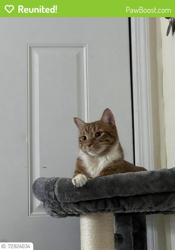 Reunited Male Cat last seen Cypress ave and wyckoff ave , Queens, NY 11385