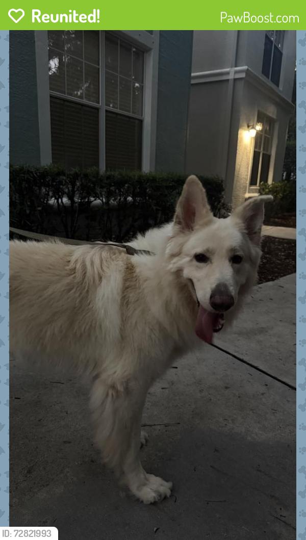 Reunited Female Dog last seen the sophia at abacoa apmts , Jupiter, FL 33458