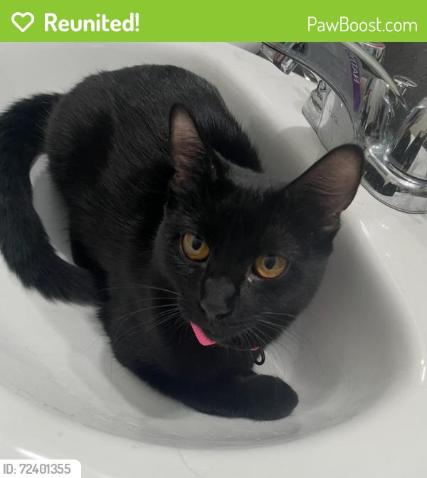 Reunited Female Cat last seen San Fernando apmts, Mesa, AZ 85205