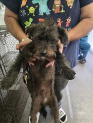 Lost Male Dog last seen Alameda and Randolph , Huntington Park, CA 90001