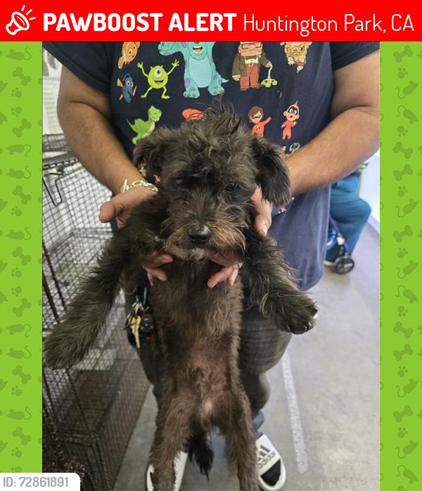 Lost Male Dog last seen Alameda and Randolph , Huntington Park, CA 90001