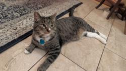 Reunited Male Cat last seen Near High Street , Reading, MA 01867