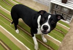 Shelter Stray Female Dog last seen Near BLOCK RUSSELL ST, DETROIT MI 48203, Detroit, MI 48211