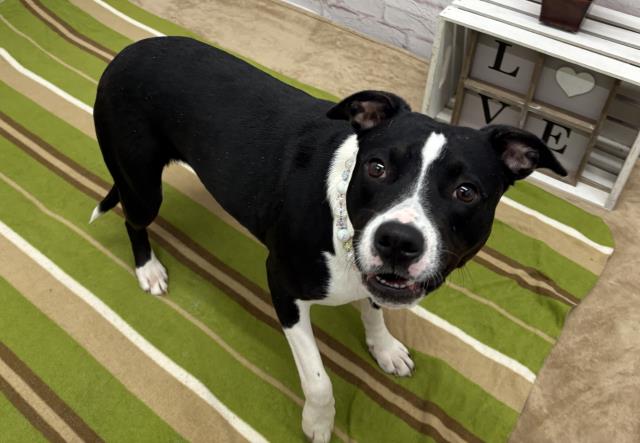 Shelter Stray Female Dog last seen Near BLOCK RUSSELL ST, DETROIT MI 48203, Detroit, MI 48211