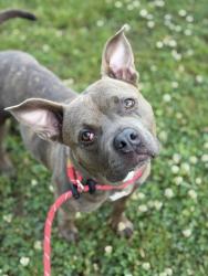 Shelter Stray Female Dog last seen MATTHEWS, Charlotte, NC 28217