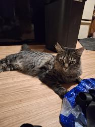 Reunited Male Cat last seen Olivers Crossroads, Maiden NC 28650, Maiden, NC 28650