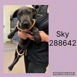 Shelter Stray Female Dog last seen COLUMBUS RD, Macon, GA 31216