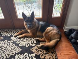 Reunited Male Dog last seen Fairview Church, North side of Marsh Creek Lake, Close to turnpike and 100, Glenmoore, PA 19343
