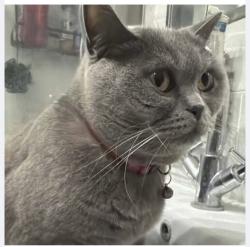 Reunited Male Cat last seen Wolsey rd , Hampton Hill, England TW12 1QP