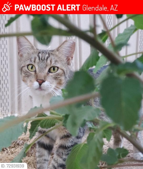 Lost Female Cat last seen Bethany grand parking lot, Glendale, AZ 85301