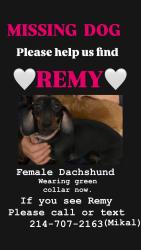 Reunited Female Dog last seen County Road 2647 /Veranda Blvd., Royse City, TX 75189