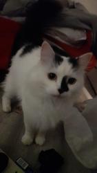 Lost Male Cat last seen The royal oak. , Edwinstowe, England NG21 9NJ