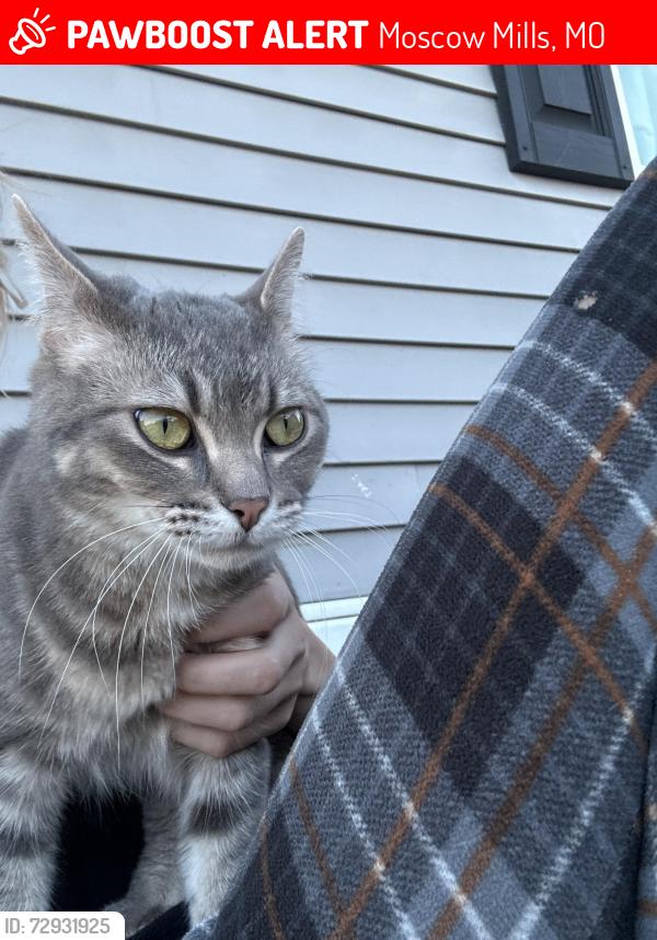 Lost Male Cat last seen By quail run apmts, Moscow Mills, MO 63362