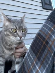 Lost Male Cat last seen By quail run apmts, Moscow Mills, MO 63362