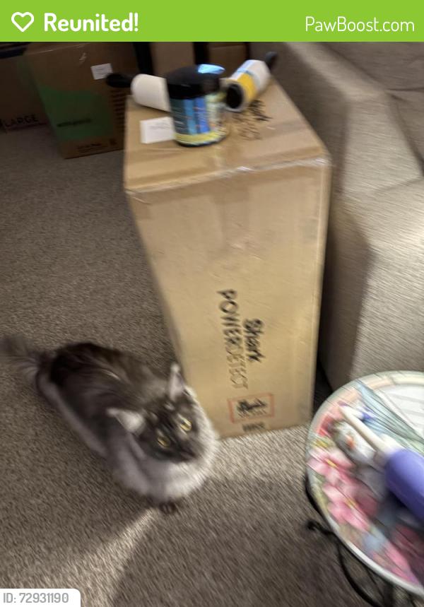 Reunited Male Cat last seen Miracle Parkway, Legacy, 4 mile road, on Wendy Lane, Cheyenne, WY 82009