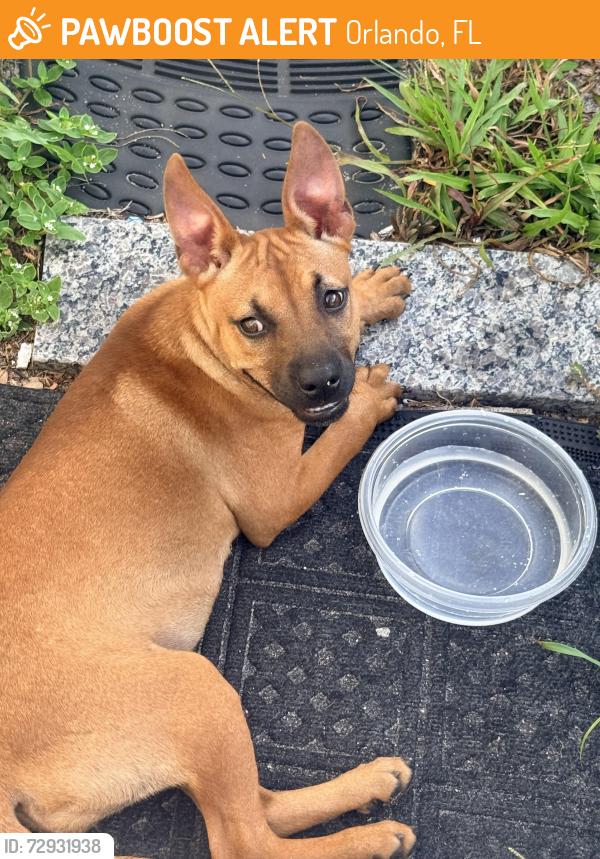 Found/Stray Unknown Dog last seen Audubon Village, Orlando, FL 32810