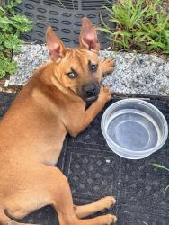 Found/Stray Unknown Dog last seen  Audubon Village, Orlando, FL 32810
