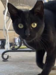 Lost Male Cat last seen Bethany grand parking lot, Glendale, AZ 85301