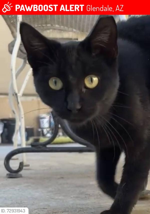 Lost Male Cat last seen Bethany grand parking lot, Glendale, AZ 85301