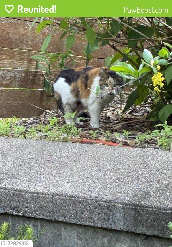 Reunited Female Cat last seen Edgcumbe and Fairview, Saint Paul, MN 55116