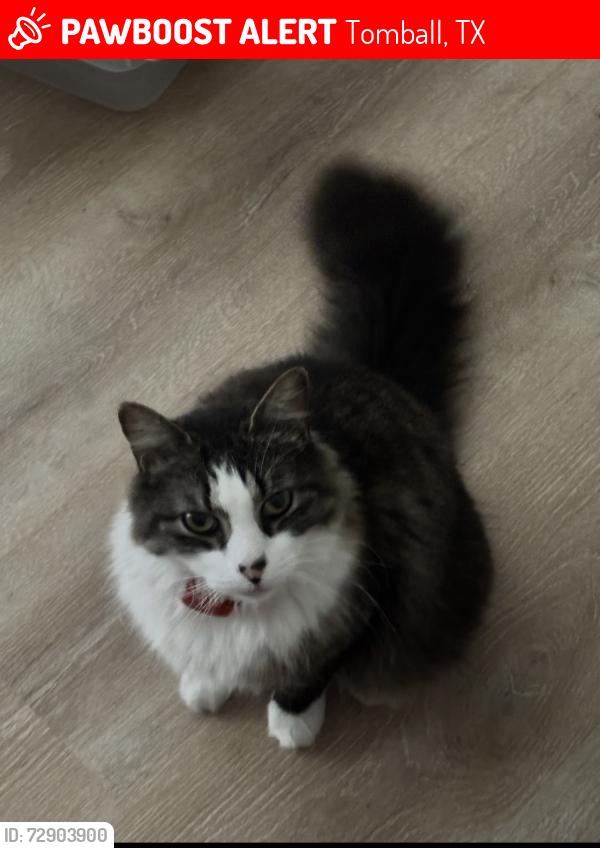 Lost Male Cat last seen Westwold Dr and Beaverdell Dr, Tomball, TX 77377
