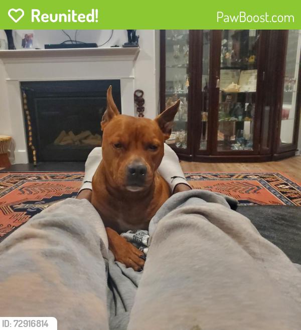 Reunited Male Dog last seen E shoreview rd and cameron dr , McDonough, GA 30253