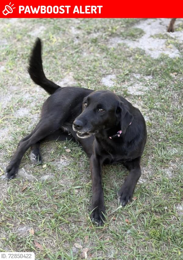 Lost Female Dog last seen SW Legion Drive, Columbia County, FL 32024