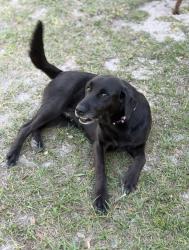 Lost Female Dog last seen SW Legion Drive, Columbia County, FL 32024