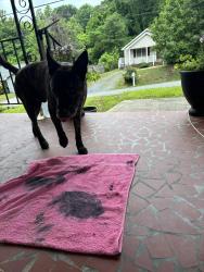 Found/Stray Male Dog last seen Last seen by the church, animal control has been informed , Eden, NC 27288
