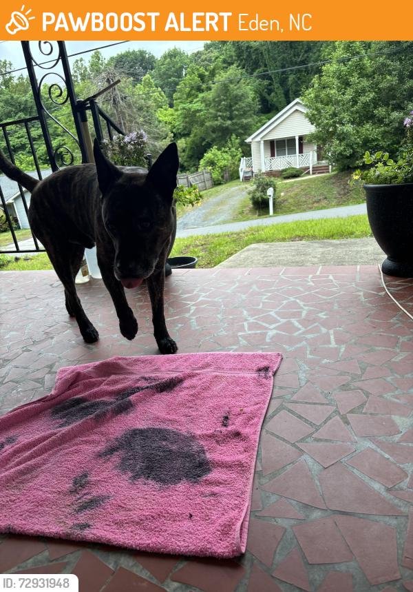 Found/Stray Male Dog last seen Last seen by the church, animal control has been informed , Eden, NC 27288