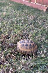 Lost Male Reptile last seen Kenwood, Spring Valley, CA 91941