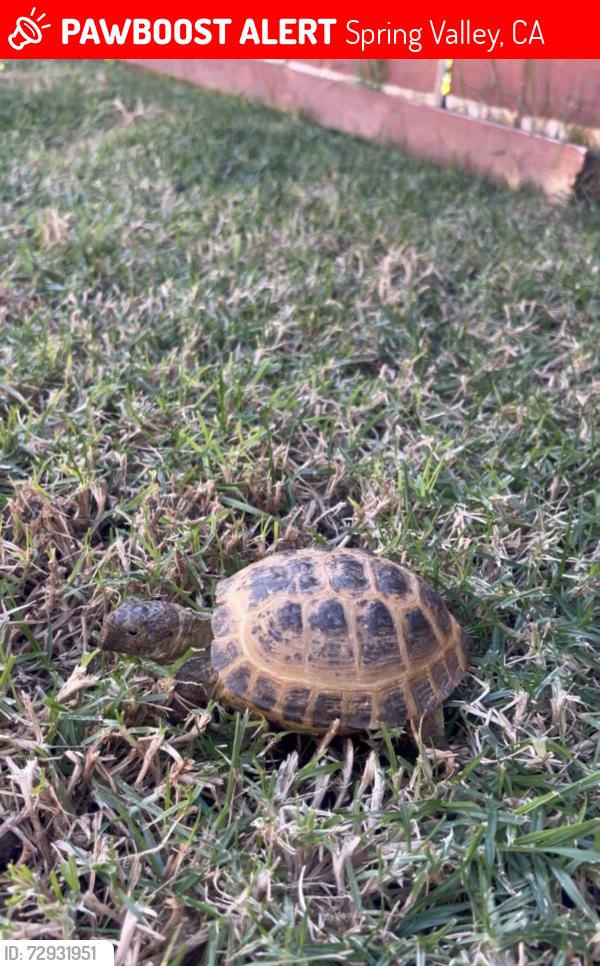 Lost Male Reptile last seen Kenwood, Spring Valley, CA 91941