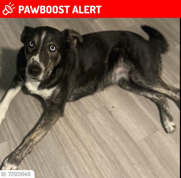 Lost Female Dog last seen Rogue Creek Rd, State Hwy F, Liberty Township, MO 63664
