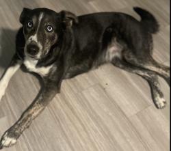 Lost Female Dog last seen Rogue Creek Rd, State Hwy F, Liberty Township, MO 63664