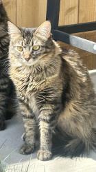 Reunited Female Cat last seen Last seen on West 1st Street across from the Middle/High School, Loveland, CO 80537