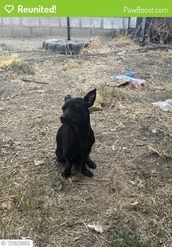 Reunited Male Dog last seen Shady Glen ln next to baseball field , San Bernardino, CA 92408
